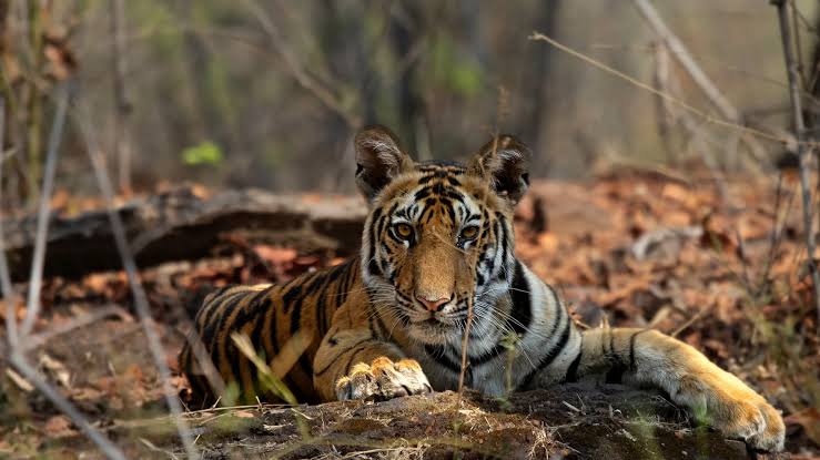 Best Bandhavgarh & Kanha Safari Tour 2026 – Into the Wild